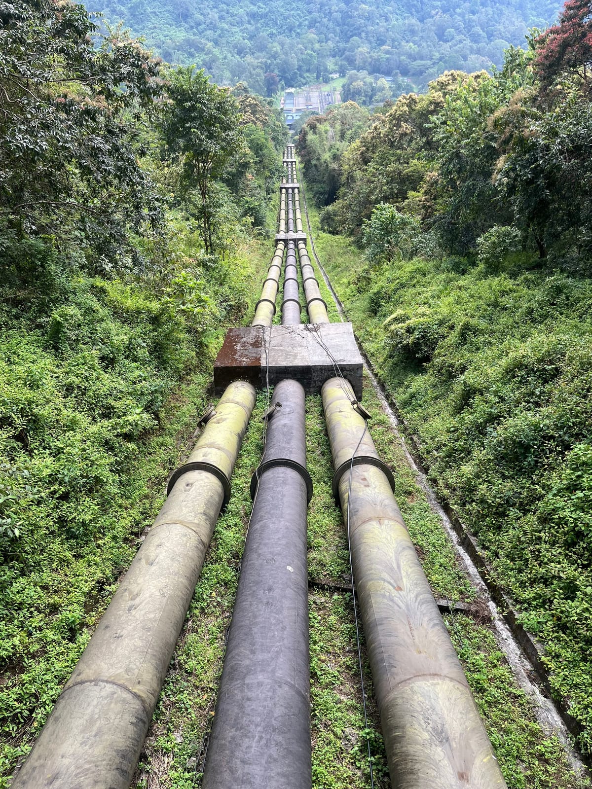 Aerial view of industrial pipelines running through a dense green forest landscape.